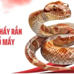 Nằm Mơ Thấy Rắn Đánh Số Mấy: Bí Ẩn Giấc Mơ Và Con Số May Mắn
