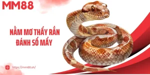 Nằm Mơ Thấy Rắn Đánh Số Mấy: Bí Ẩn Giấc Mơ Và Con Số May Mắn